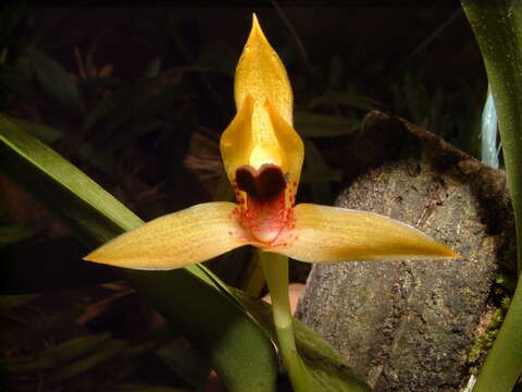 Image of Maxillaria cucullata Lindl.