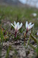 Image of Colchicum kesselringii Regel