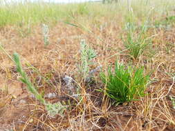 Sivun Isoetopsis graminifolia Turcz. kuva