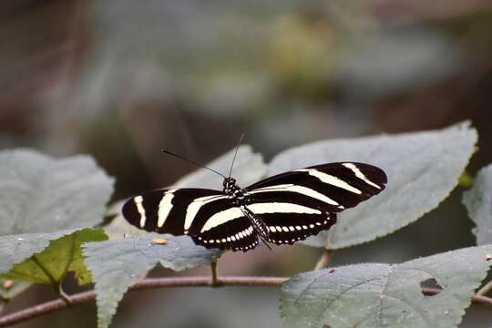 Image of Heliconius charithonia ramsdeni Comstock & Brown 1950