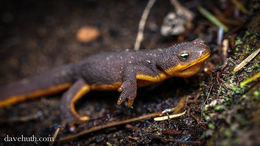 Image of rough-skinned newt