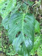 Monstera adansonii Schott resmi