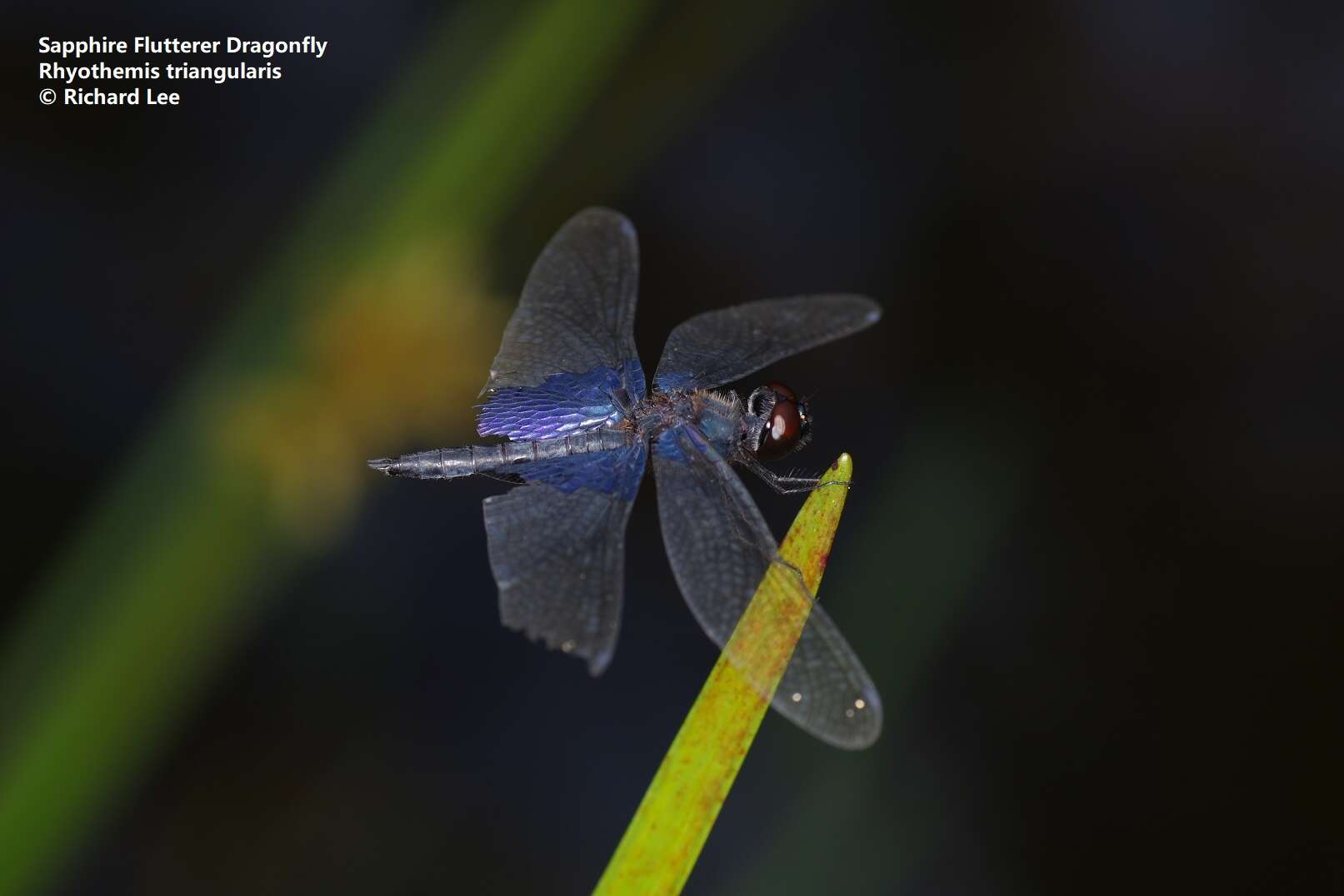 Image of Rhyothemis triangularis Kirby 1889