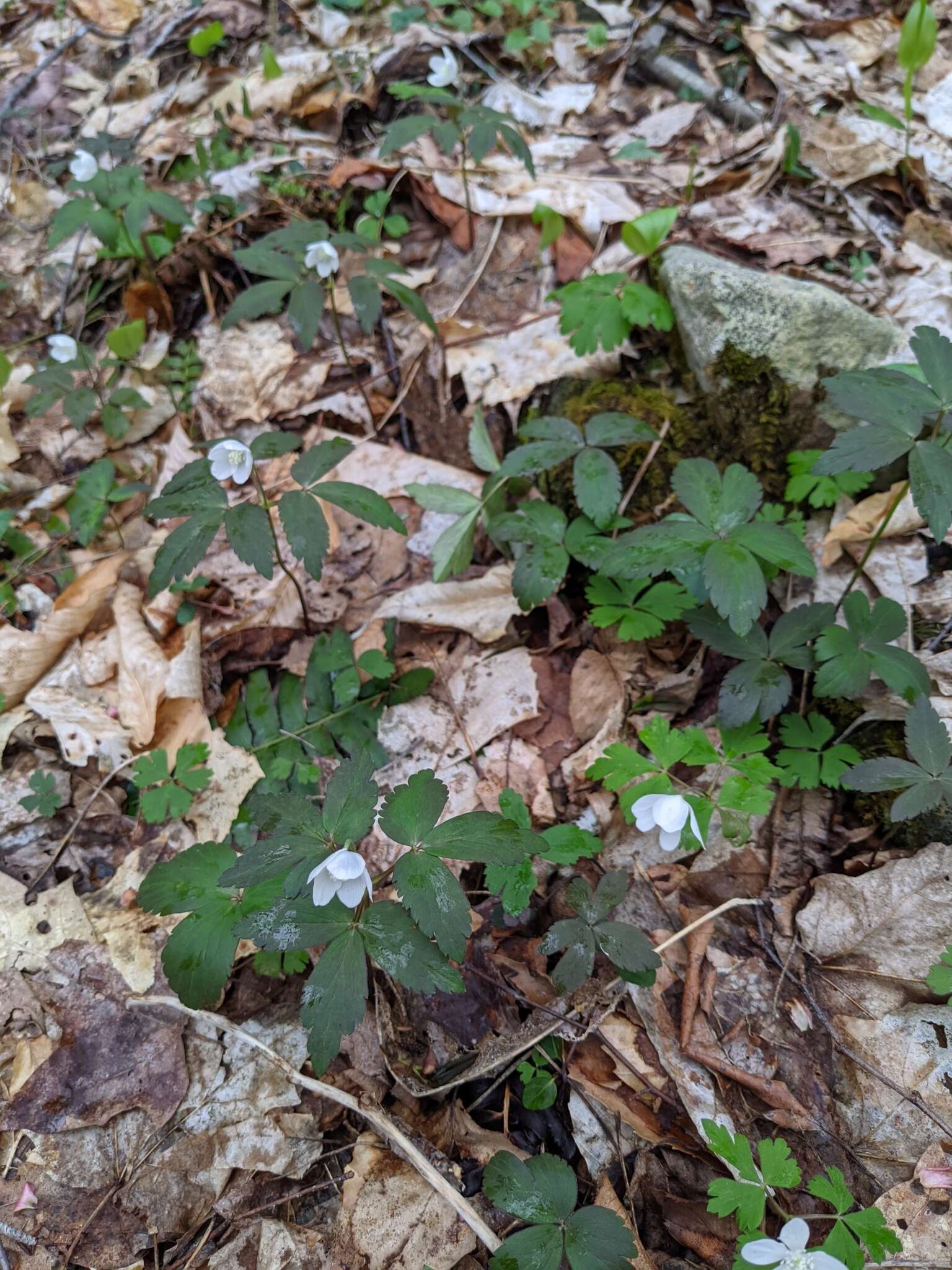 Слика од Anemone lancifolia Pursh