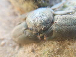 Image of Lamarck's porcelain crab