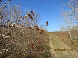 Image of Siberian hazelnut