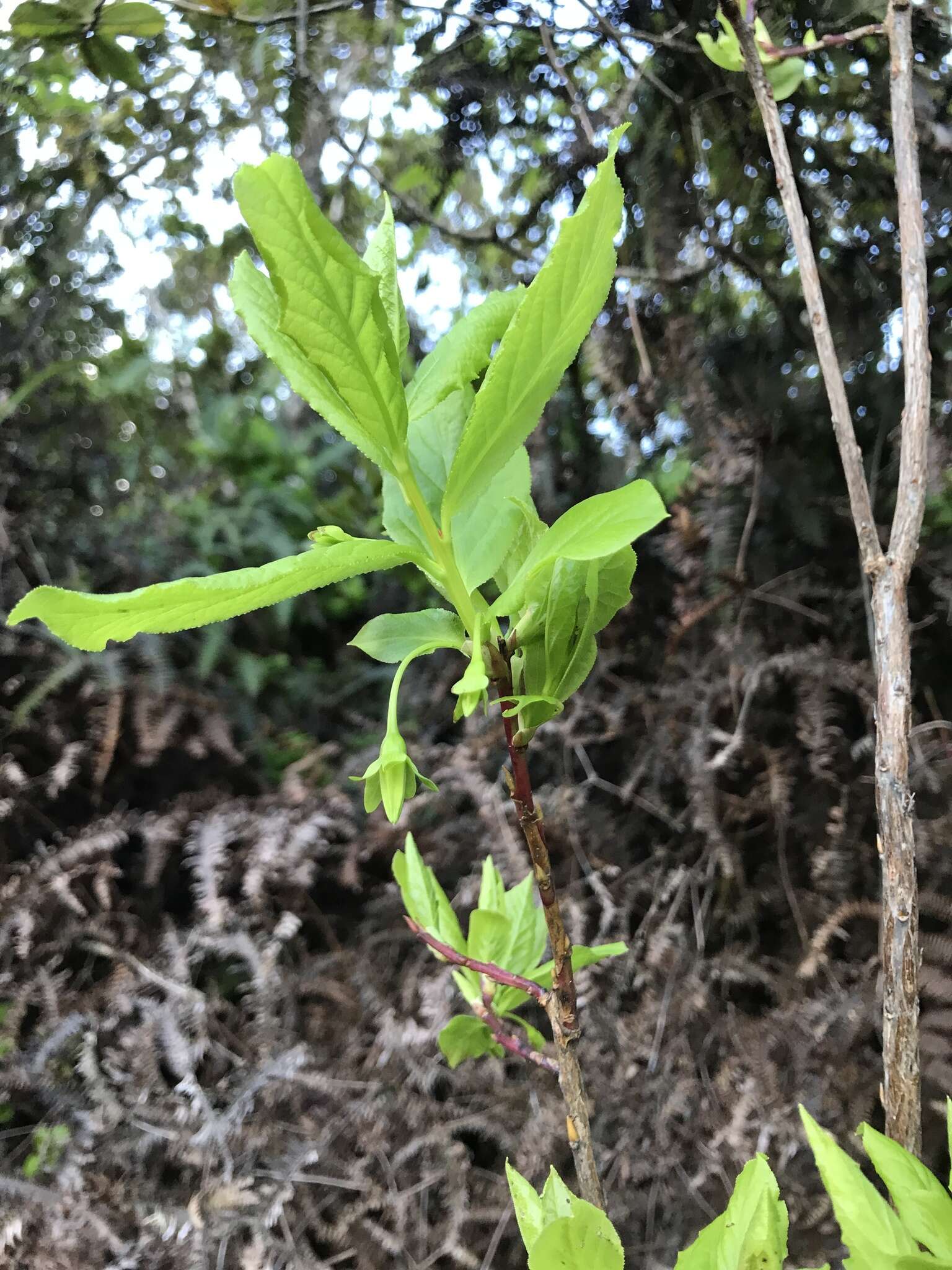 Image of Ohelo Kau La'au