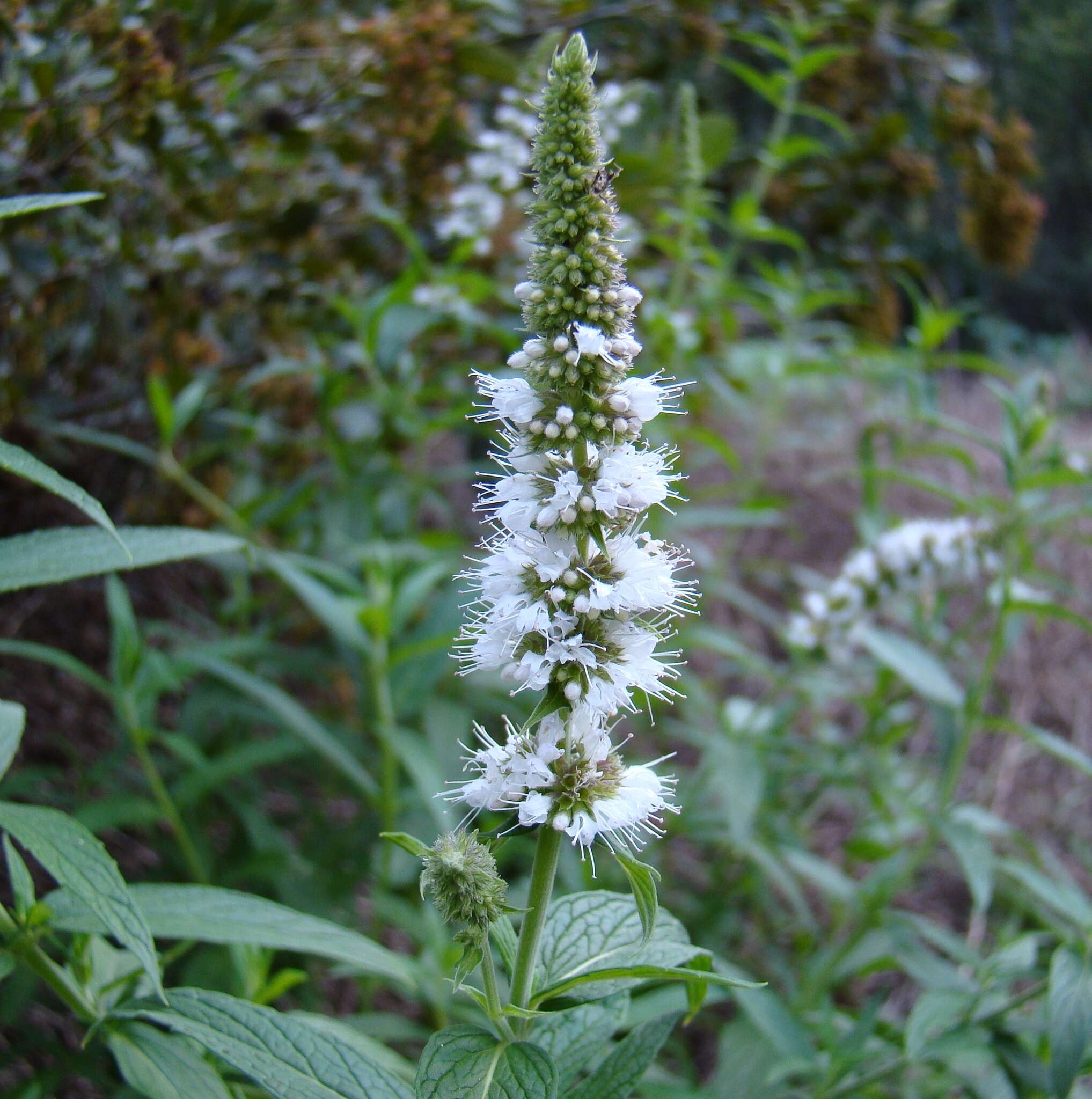 Image of Mentha longifolia subsp. capensis (Thunb.) Briq.