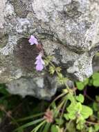 Stachys reticulata Codd resmi