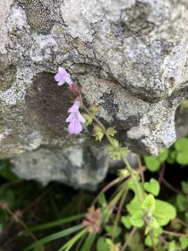 Image de Stachys reticulata Codd