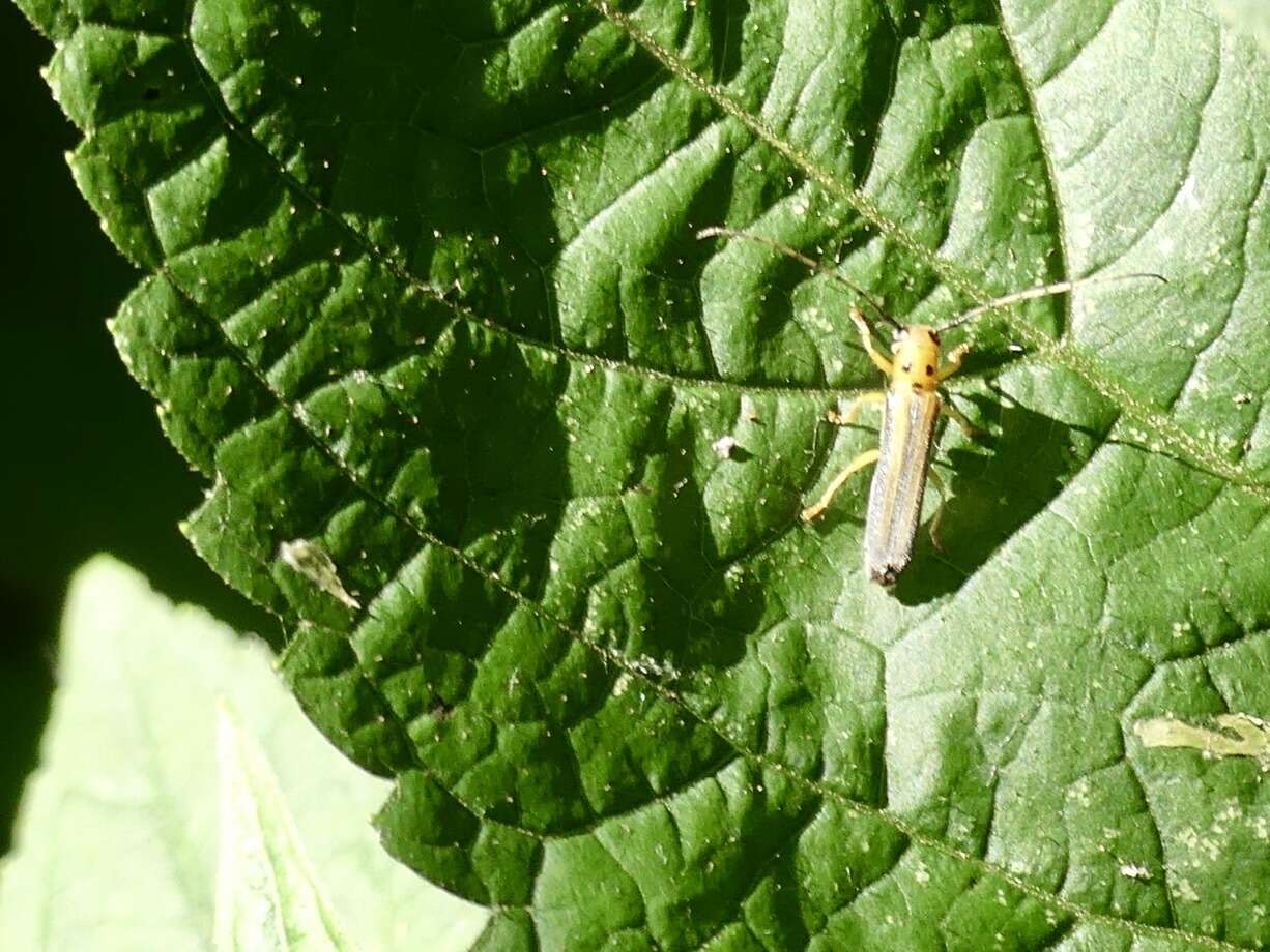 Image of Oberea tripunctata (Swederus 1787)