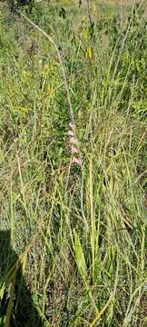 Image of Gladiolus appendiculatus G. J. Lewis