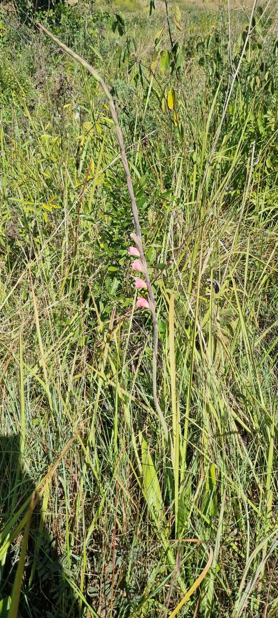 Imagem de Gladiolus appendiculatus G. J. Lewis