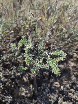 Image of Caragana scythica (Kom.) Pojark.