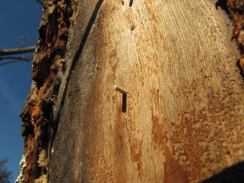 Image of Redbay Ambrosia Beetle