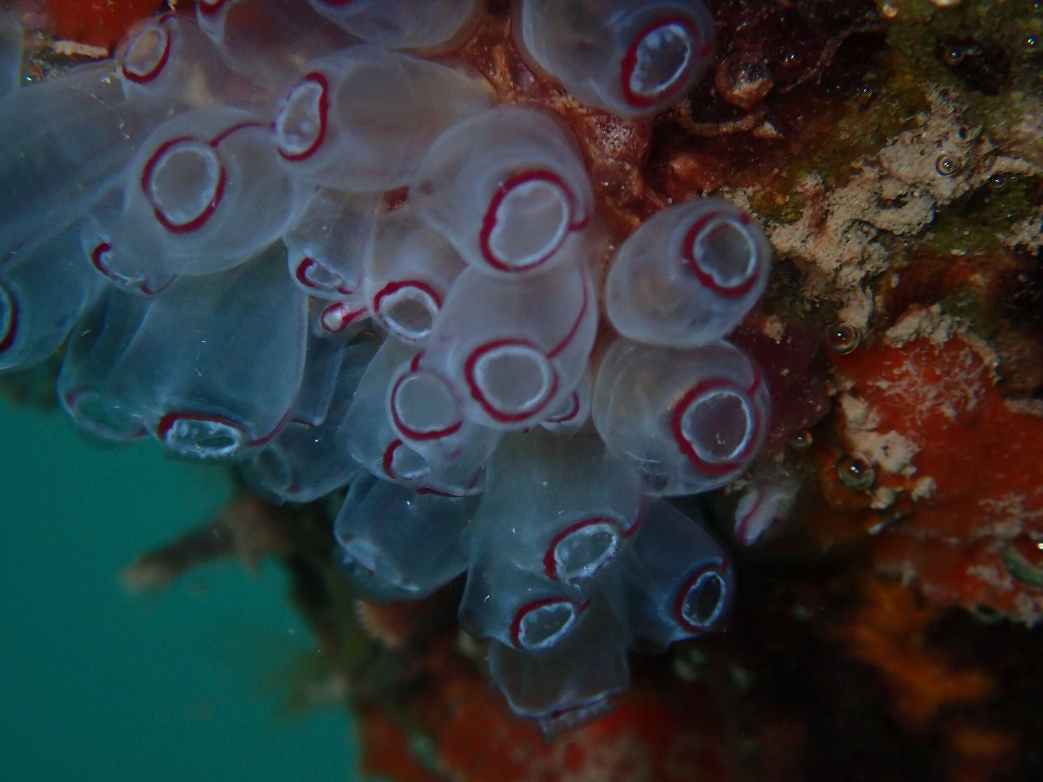 Image of painted tunicate