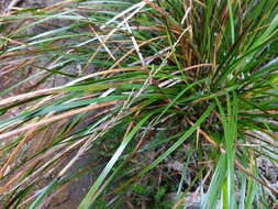 Image of Lepidosperma laterale R. Br.