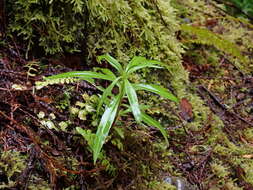 Imagem de <i>Chamaenerion <i>angustifolium</i></i> subsp. angustifolium