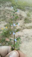 Image of lindenleaf sage