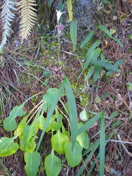 Image of Bletia reflexa Lindl.