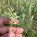 Image of yellowgreen catchfly