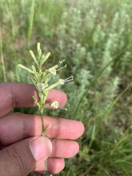 Imagem de Silene chlorantha (Willd.) Ehrh.