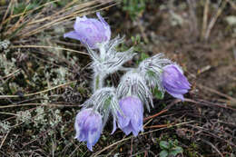 Image of Eastern Pasque Flower