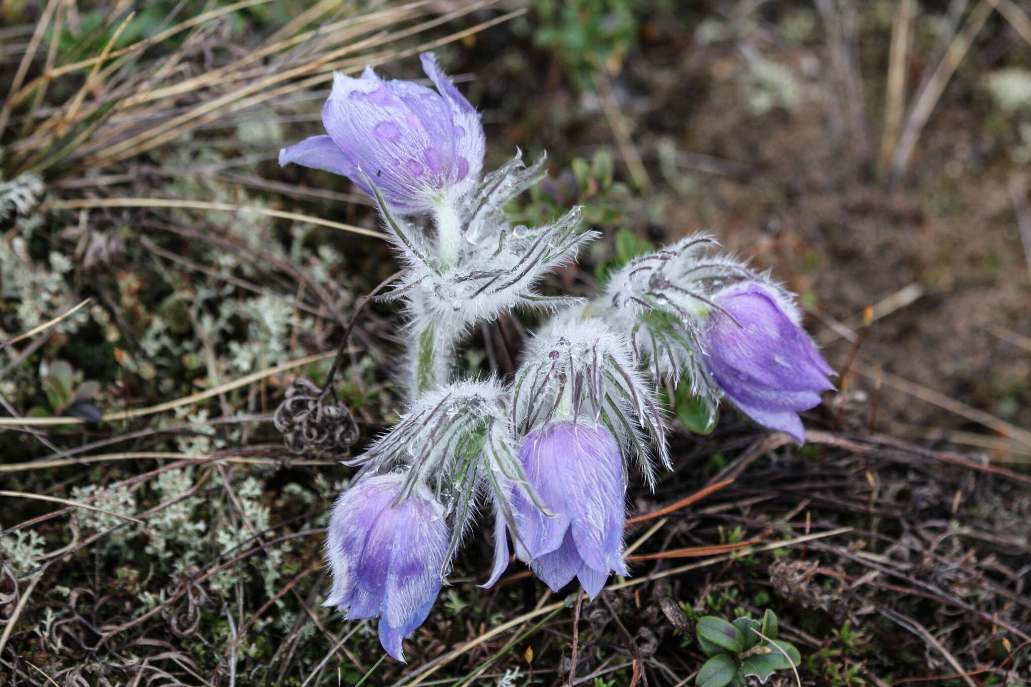 Image of Eastern Pasque Flower