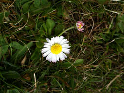 Image of Daisy