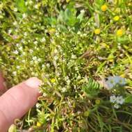 Image of Dwarf Calico-Flower