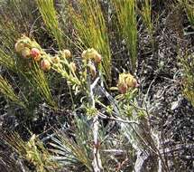 Image of Hermannia concinnifolia Verdoorn