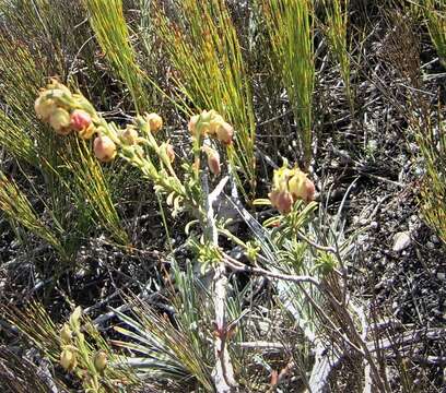 Image of Hermannia concinnifolia Verdoorn