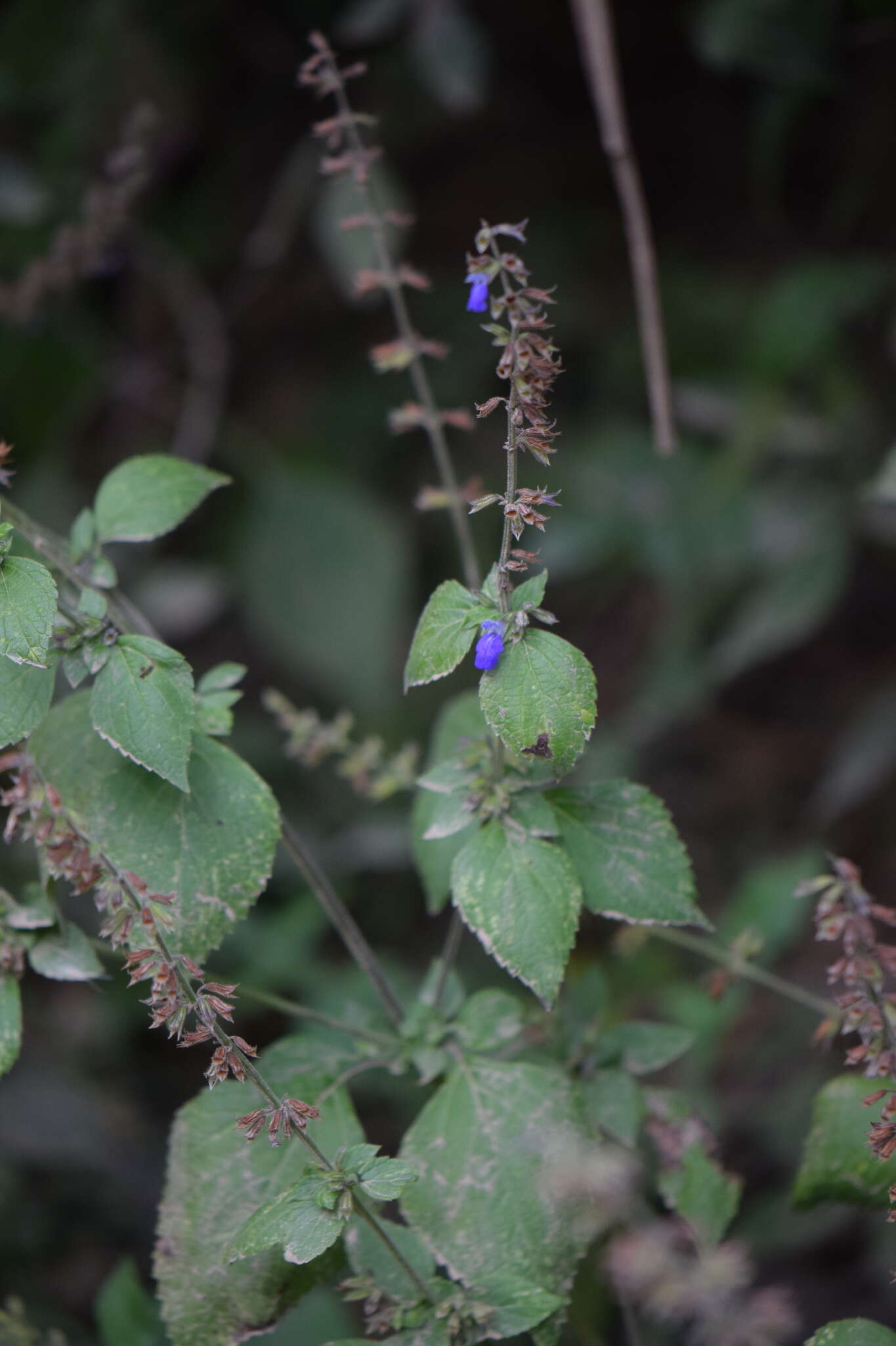 Image of Salvia longispicata M. Martens & Galeotti