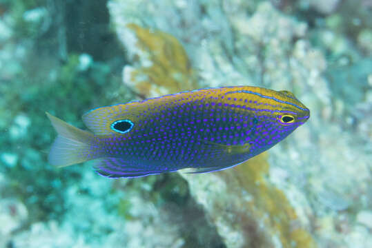 Image of Ocellate damselfish