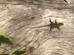 Image of Thin Tree Iguana