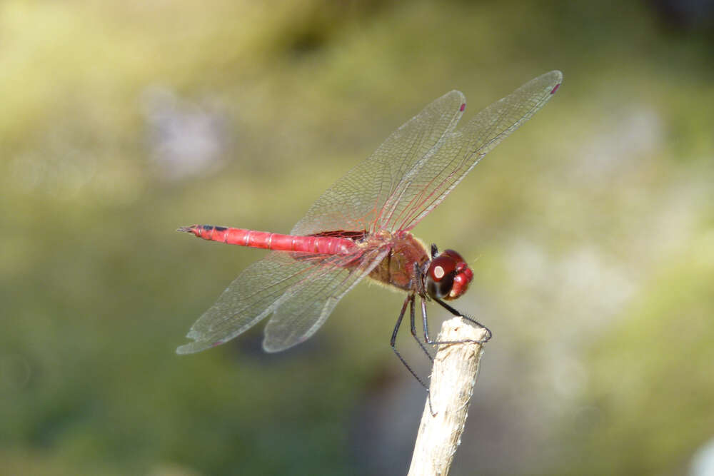 Image of Vermilion saddlebags