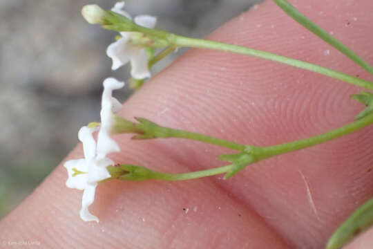 Sivun Stenotis arenaria (Rose) Terrell kuva