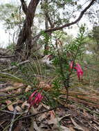 Sivun Styphelia tubiflora Sm. kuva