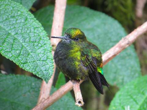 Image of Black-thighed Puffleg