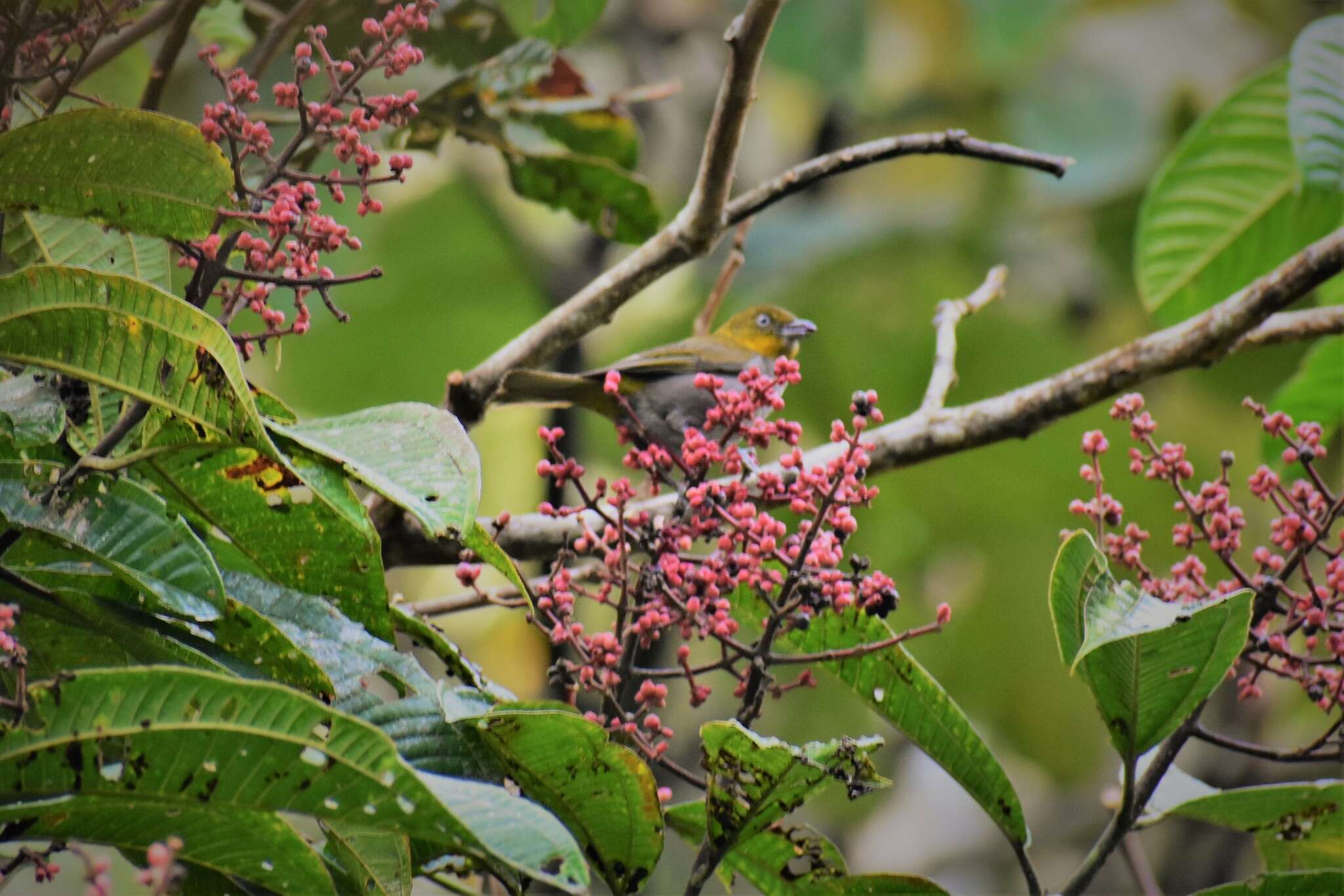 Image of Yellow-throated Bush Tanager