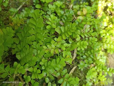 Image of Osmolindsaea japonica (Bak.) Lehtonen & Christenh.