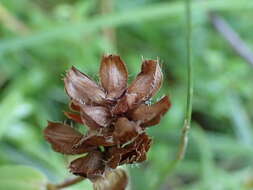 Image of Prunella hyssopifolia L.