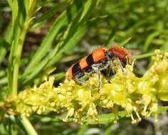 Image of Trichodes bibalteatus Le Conte 1858