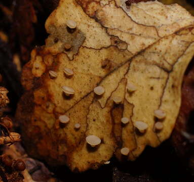 Image de Lanzia berggrenii (Cooke & W. Phillips) Spooner 1987