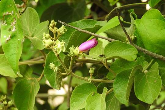 Amphilophium paniculatum (L.) Kunth的圖片