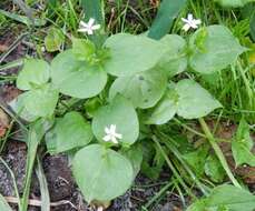 Image of Claytonia sibirica var. sibirica