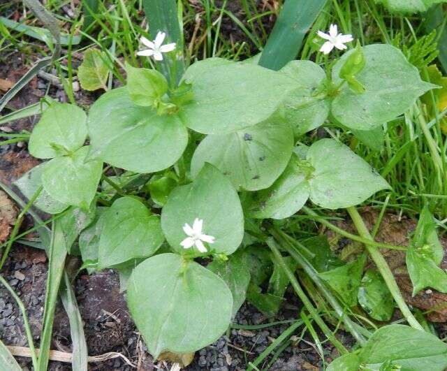 Image of Claytonia sibirica var. sibirica