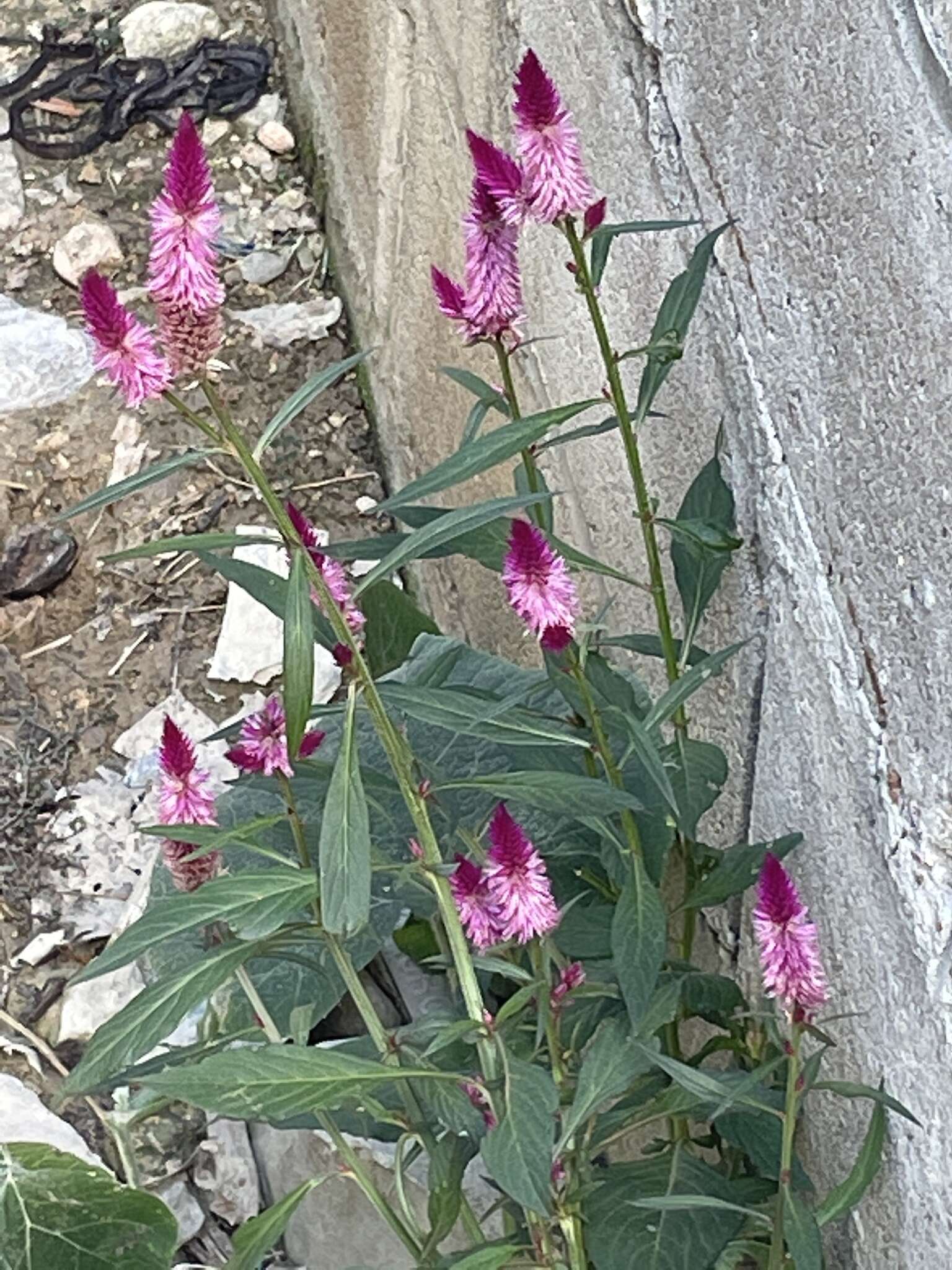 Imagem de Celosia spicata (Thou.) Spreng.