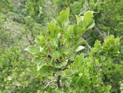 Image of Mystroxylon aethiopicum subsp. aethiopicum