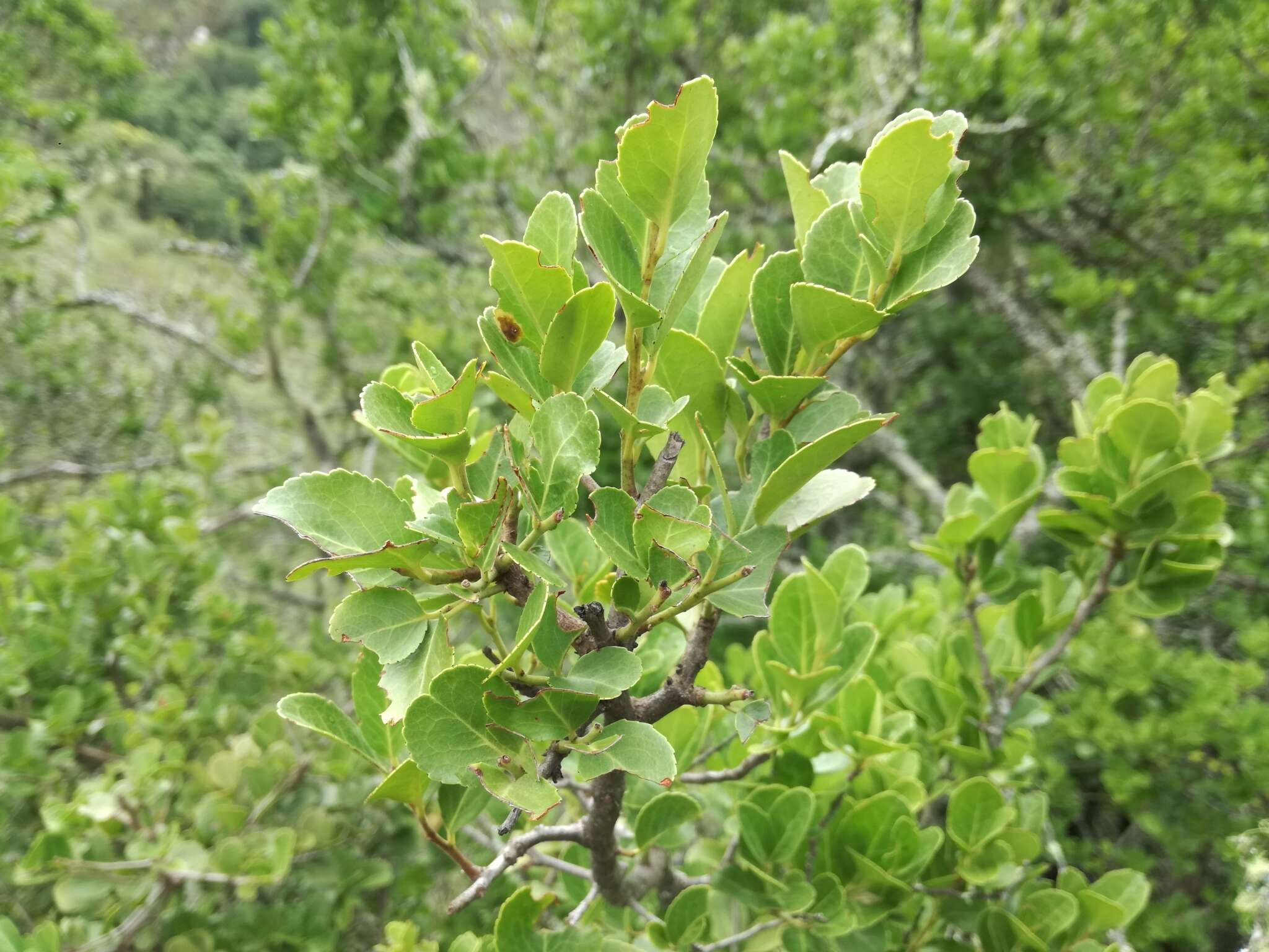 Imagem de Mystroxylon aethiopicum subsp. aethiopicum